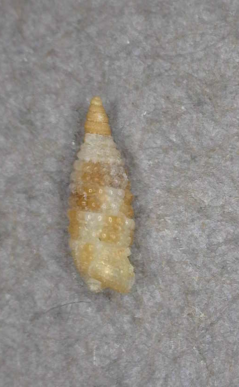 Monophorus quadrimaculatus