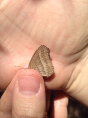 Yphthimoides ochracea