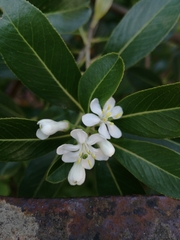 Magnoliopsida