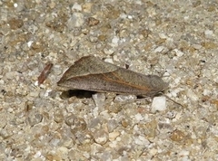 Compsoptera opacaria