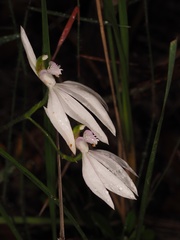 Caladenia picta