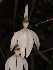Caladenia picta