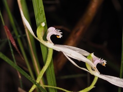 Caladenia picta