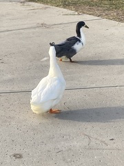 Anas platyrhynchos domesticus