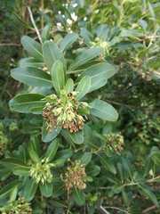 Magnoliopsida