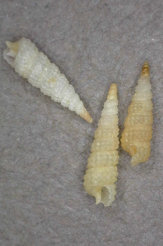 Cerithiopsis observed 2014-07-20