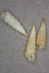 Clathropsis fosterae