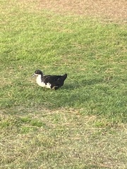 Anas platyrhynchos domesticus