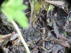 Isotomurus palustris