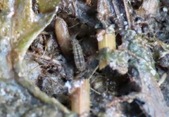 Isotomurus palustris