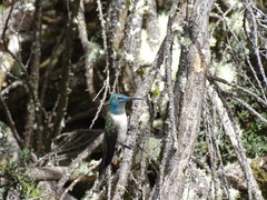 Oreotrochilus chimborazo