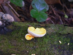 Phillipsia lutea