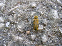 Chlorophorus glabromaculatus