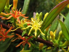 Atkinsonia ligustrina