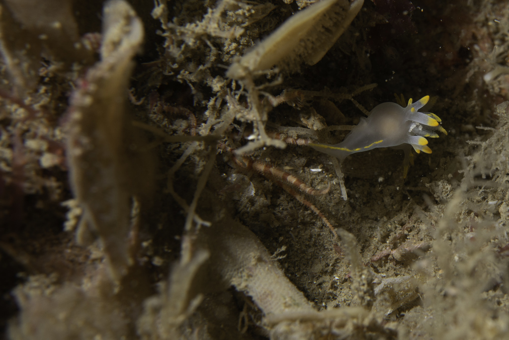 Ophiactis balli