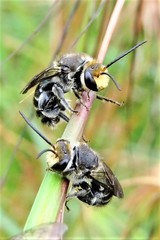 Lipotriches australica