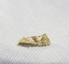 Cochylimorpha straminea
