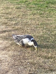 Anas platyrhynchos domesticus