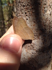 Nhambikuara cerradensis