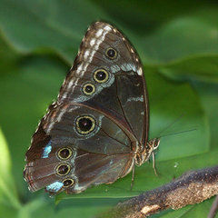 Morpho helenor insularis