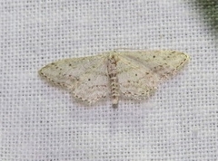 Idaea calunetaria