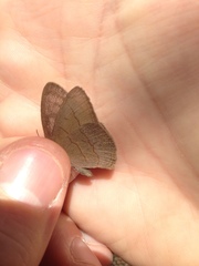 Nhambikuara cerradensis