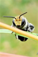 Lipotriches australica