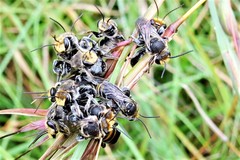 Lipotriches australica