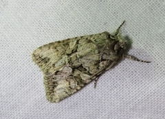 Dryobotodes monochroma