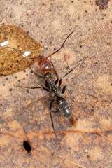Iridomyrmex rubriceps