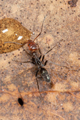 Iridomyrmex rubriceps