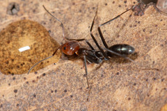 Iridomyrmex rubriceps