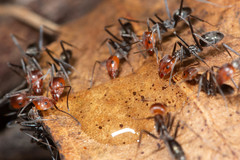 Iridomyrmex rubriceps