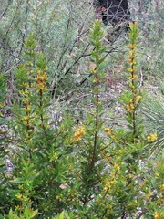 Atkinsonia ligustrina