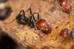 Iridomyrmex rubriceps