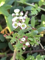 Corrigiola litoralis