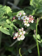 Corrigiola litoralis