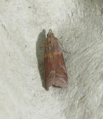 Acrobasis bithynella