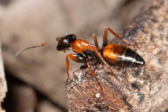 Opisthopsis picta