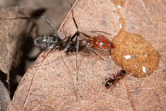 Iridomyrmex rubriceps