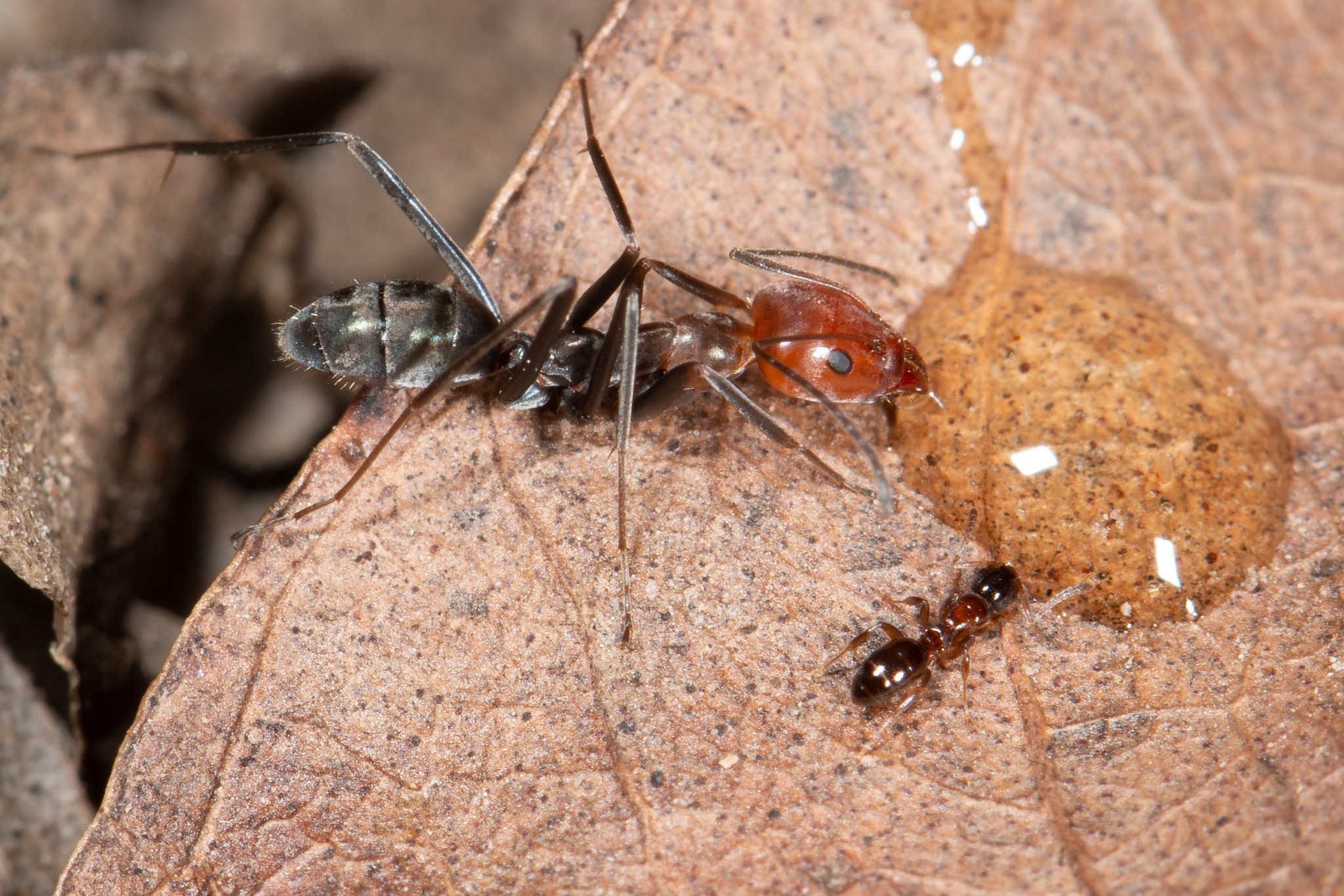 Stigmacros aemula