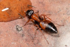 Opisthopsis picta