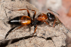 Opisthopsis picta