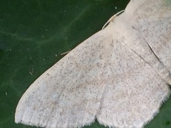 Scopula coniaria
