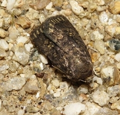 Caradrina germainii