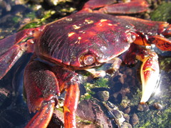 Leptograpsus variegatus