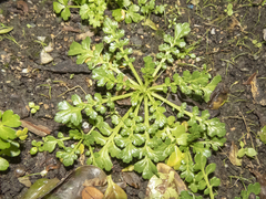 Lepidium flexicaule