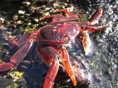 Leptograpsus variegatus