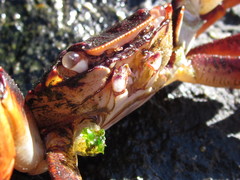 Leptograpsus variegatus