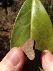 Nhambikuara cerradensis